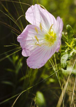 Primrose, Showy  Oenothera speciosa